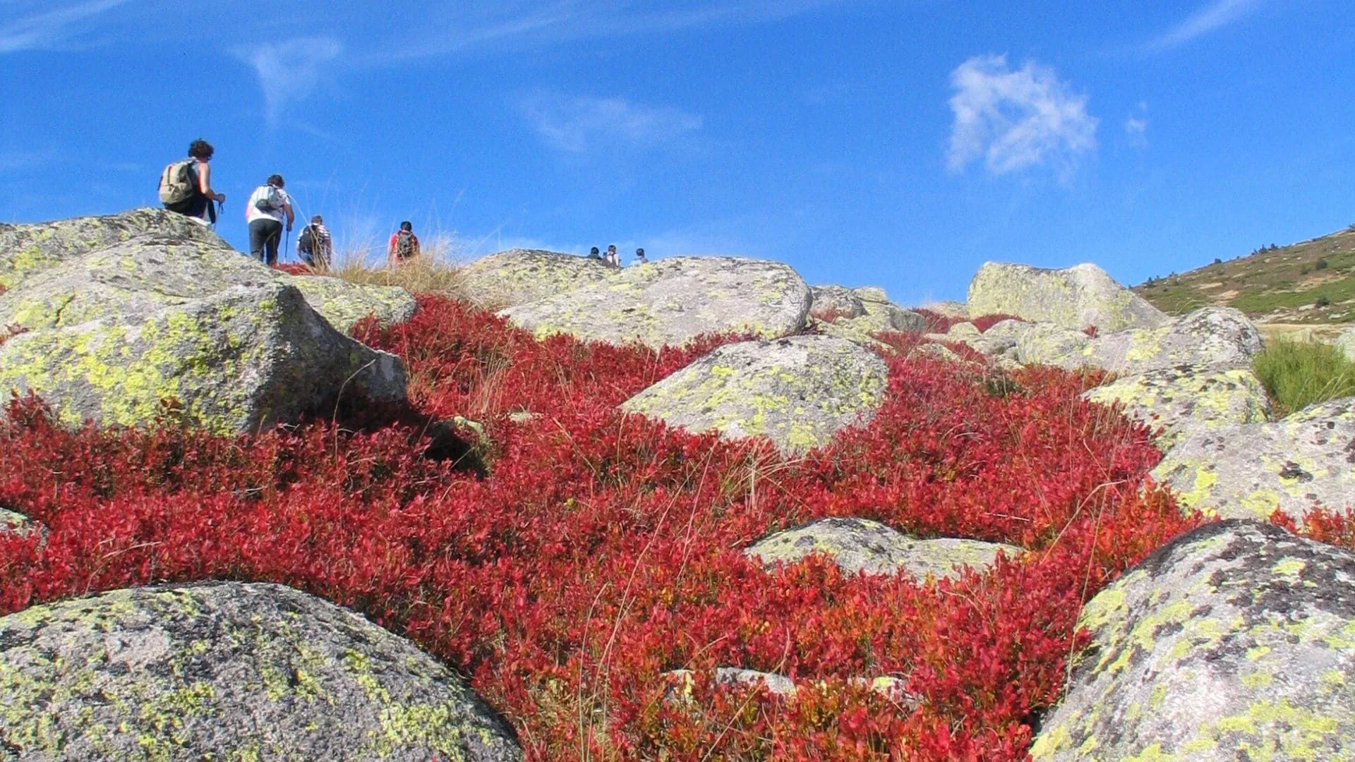 Myrtilles Mt Lozere - France