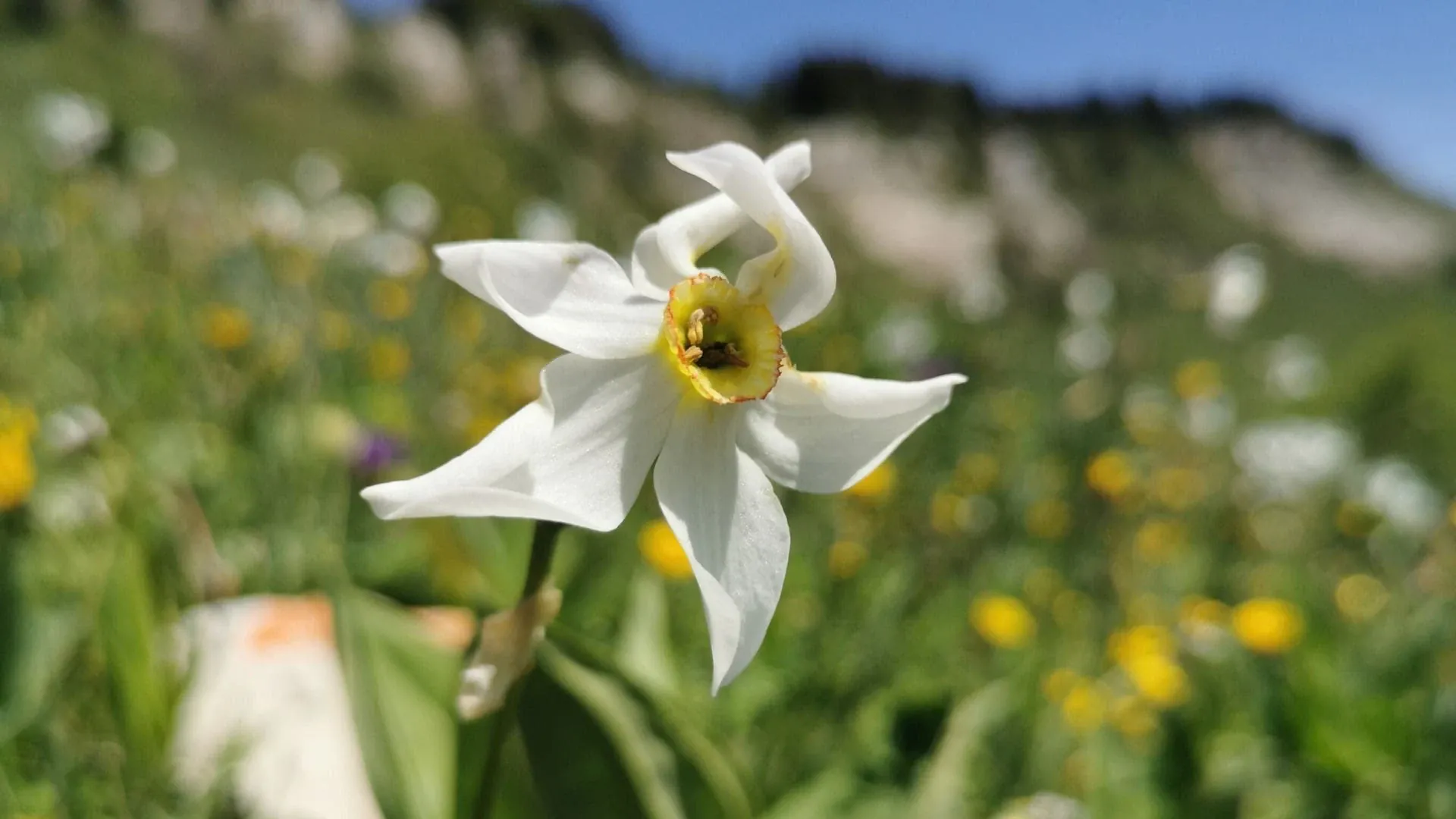 Narcisse Sur La Plaine De La Moliere - France