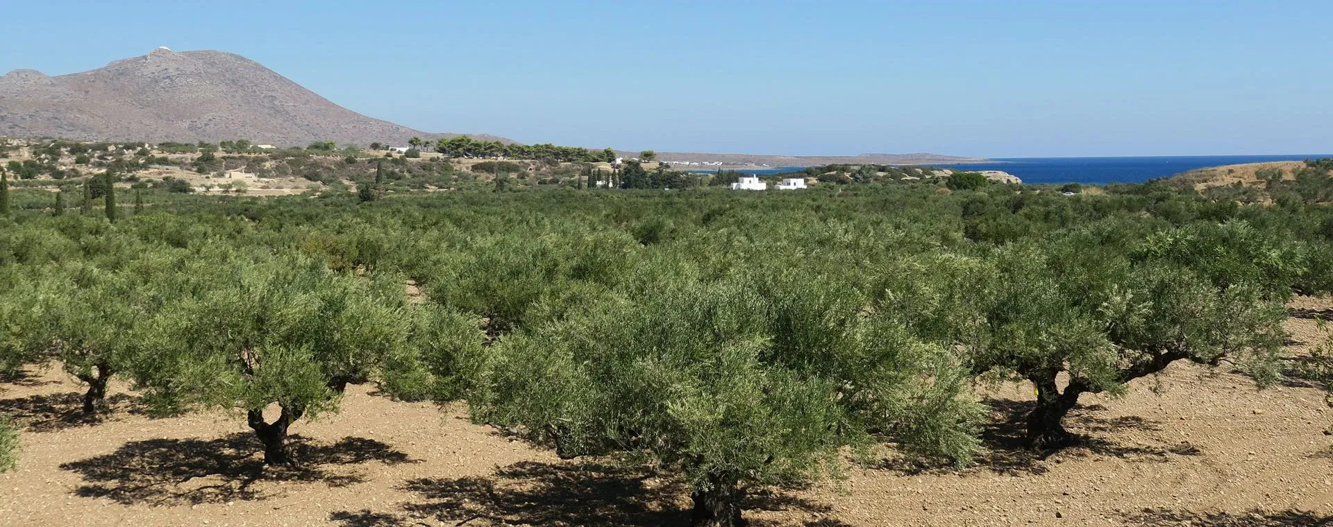 Oliviers Paleopoli Cythere - Grèce