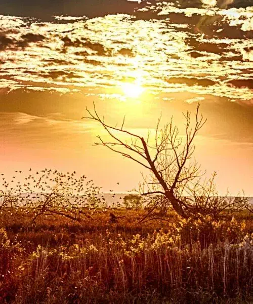 Réserve d'Oostvaardersplassen - Pays-Bas