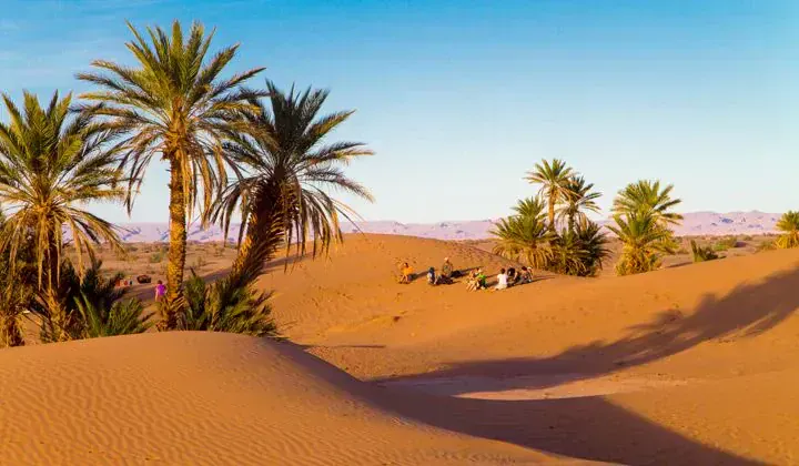 Oasis de palmiers dans les dunes - Sud marocain