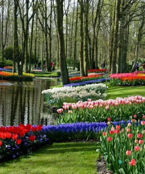 Parc Floral De Keukenhof 2