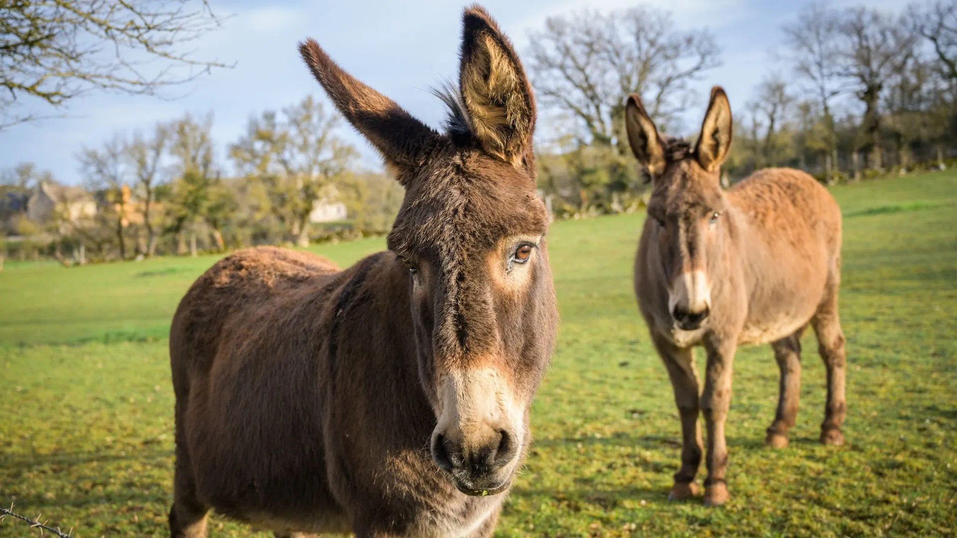 Anémone pulsatille - Gorges du Tarn - France