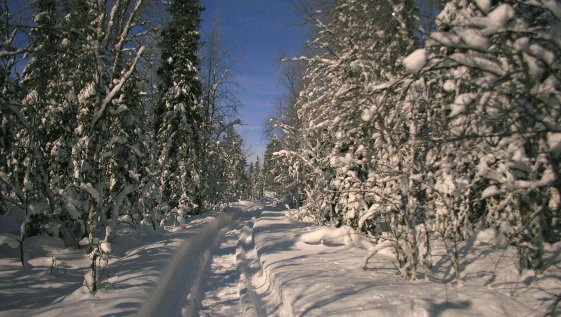 Chemin De Ski De Fond Dans La Taiga - Finlande