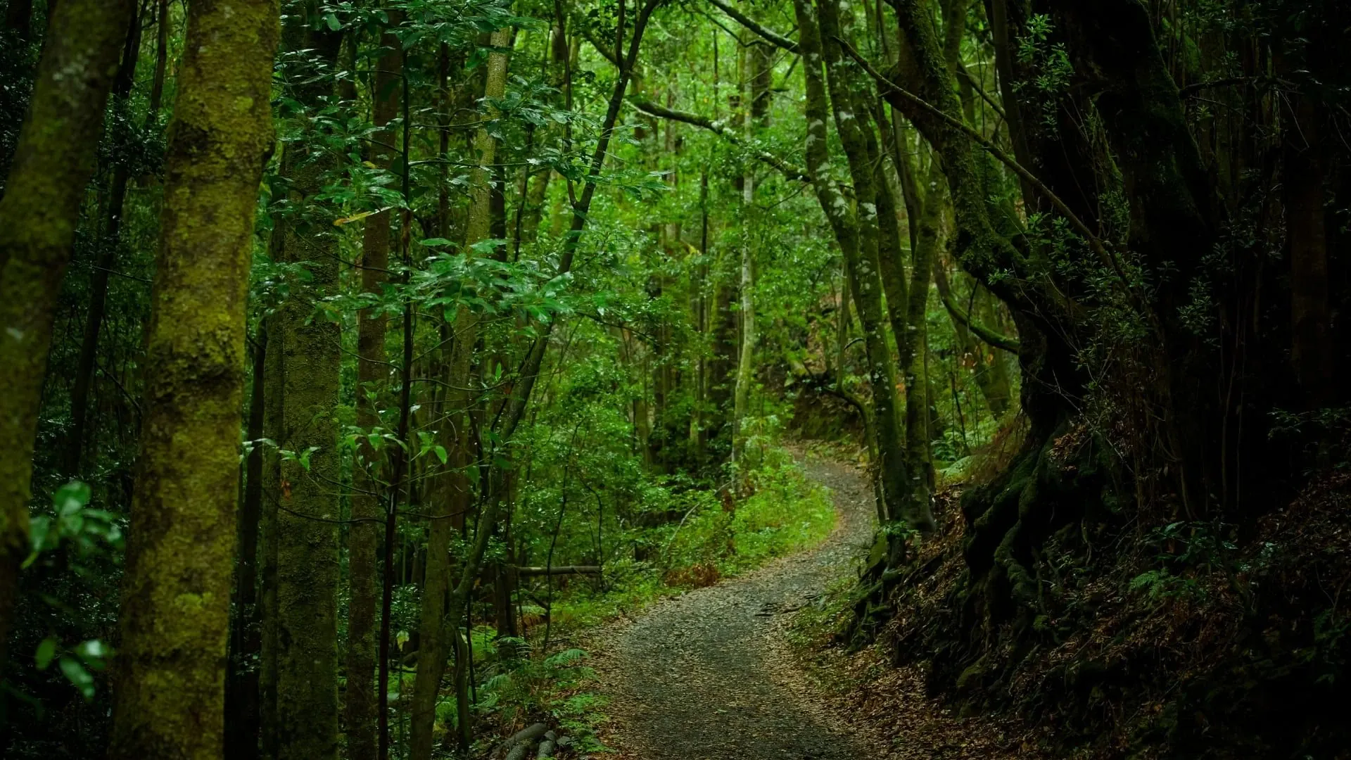 Chemin Gomera C Tourisme Canaries - Canaries - Espagne © Tourisme Canaries