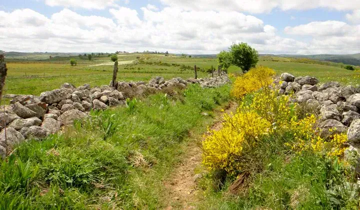 Sentier bordé de murets en pierre - Aubrac - France