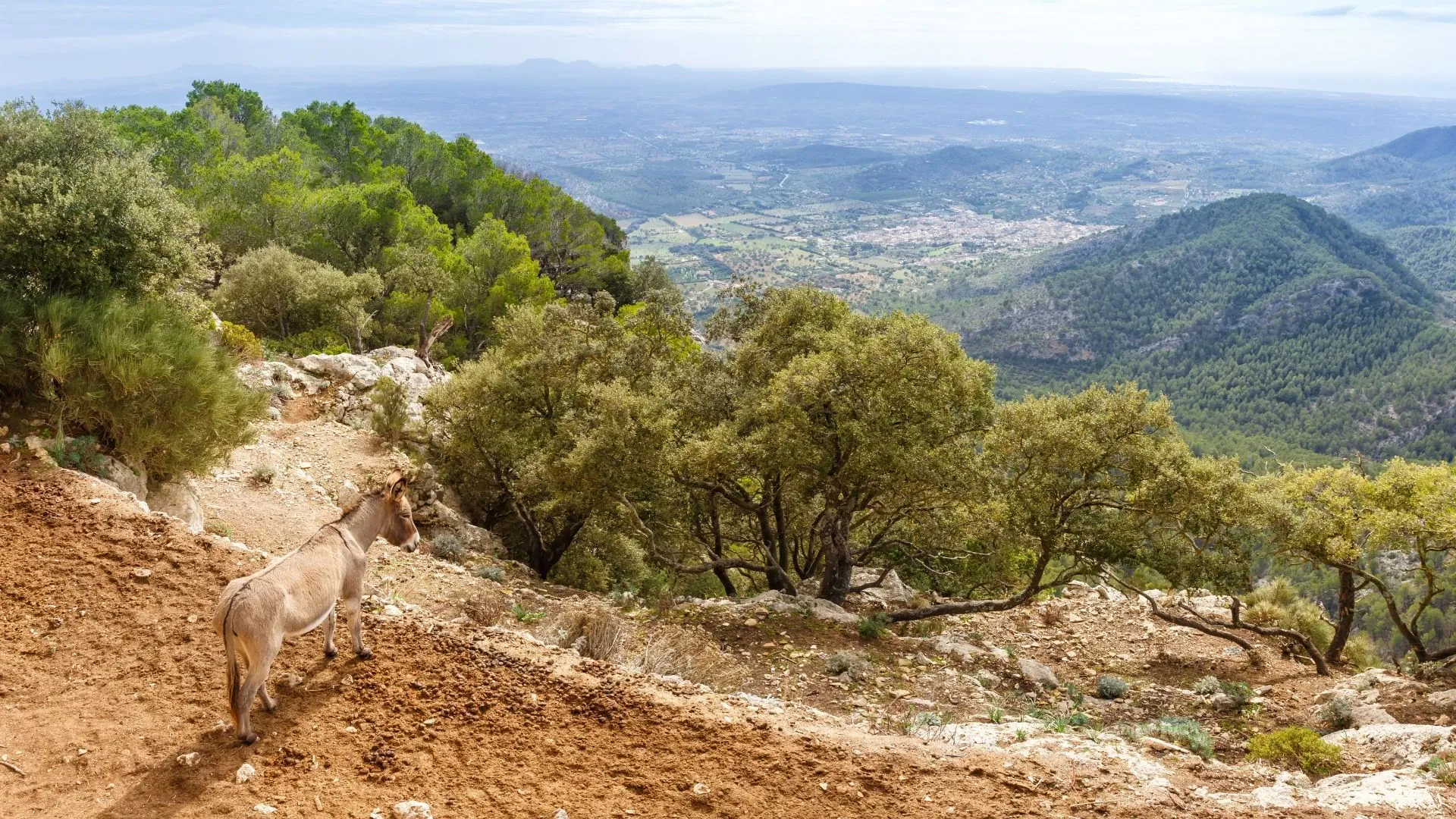 Chemin vers le château Castell d'Alaro - Majorque - Espagne