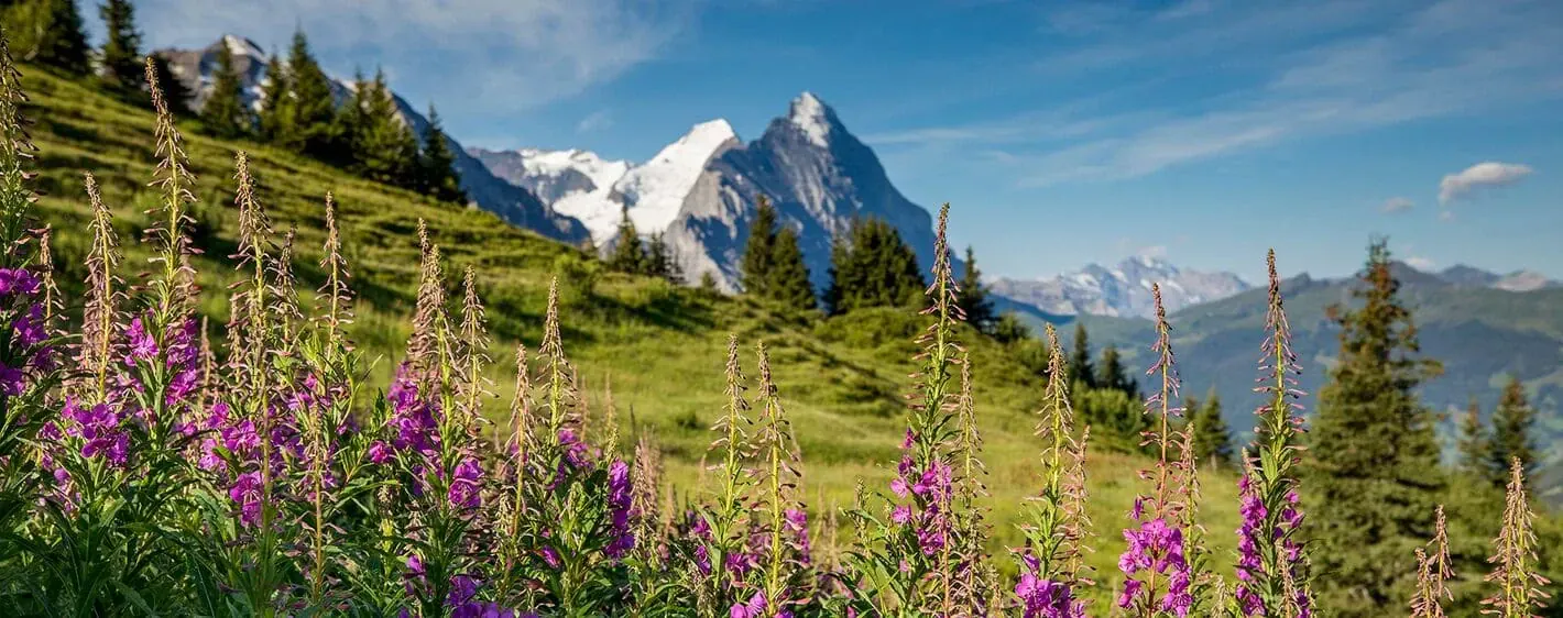 paysage-estival-grindelwald-suisse_0
