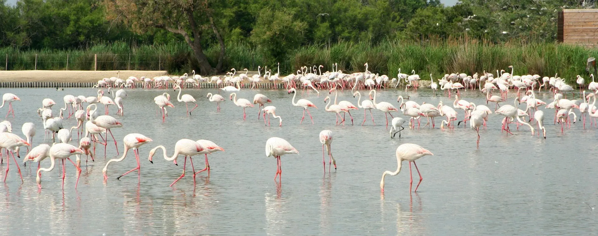 Flamants roses en Camargue - Provence - France