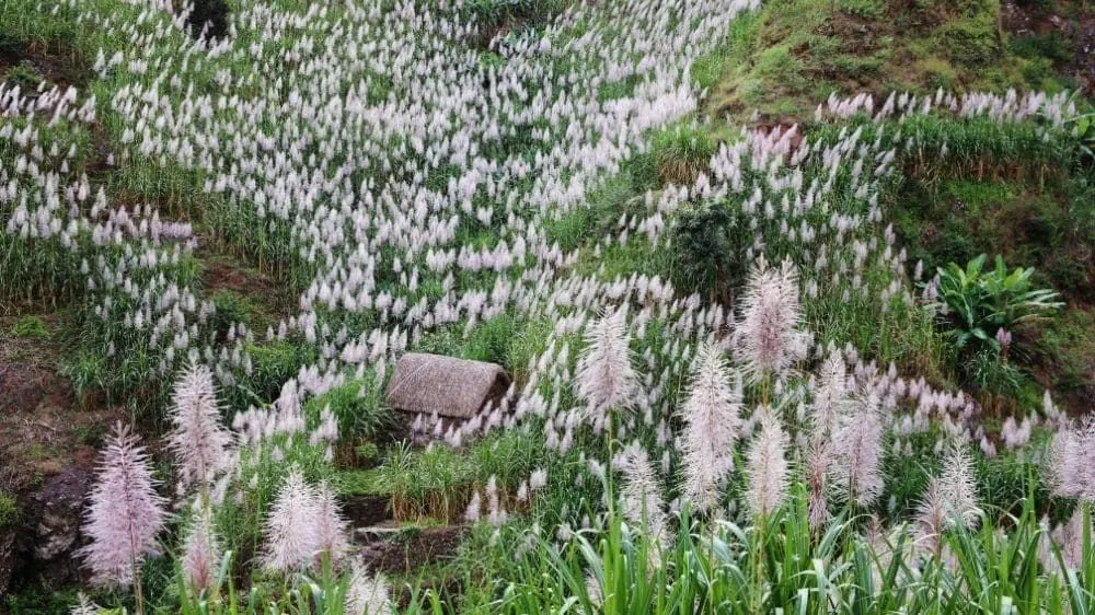 Plantation De Cannes A Sucre C Nobai Cap Vert Trekking - Cap-Vert