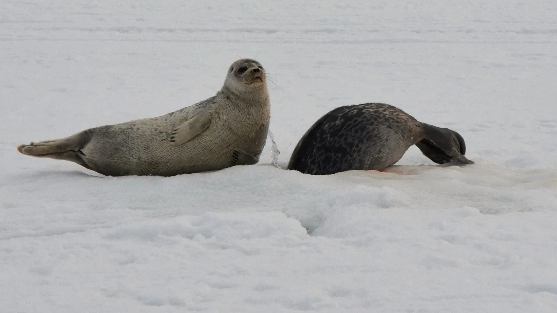 Phare de Ploumanac'h - Côte de Granit Rose - France