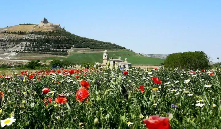 Champ de coquelicots à Castrojeriz - Chemin de Compostelle - Espagne