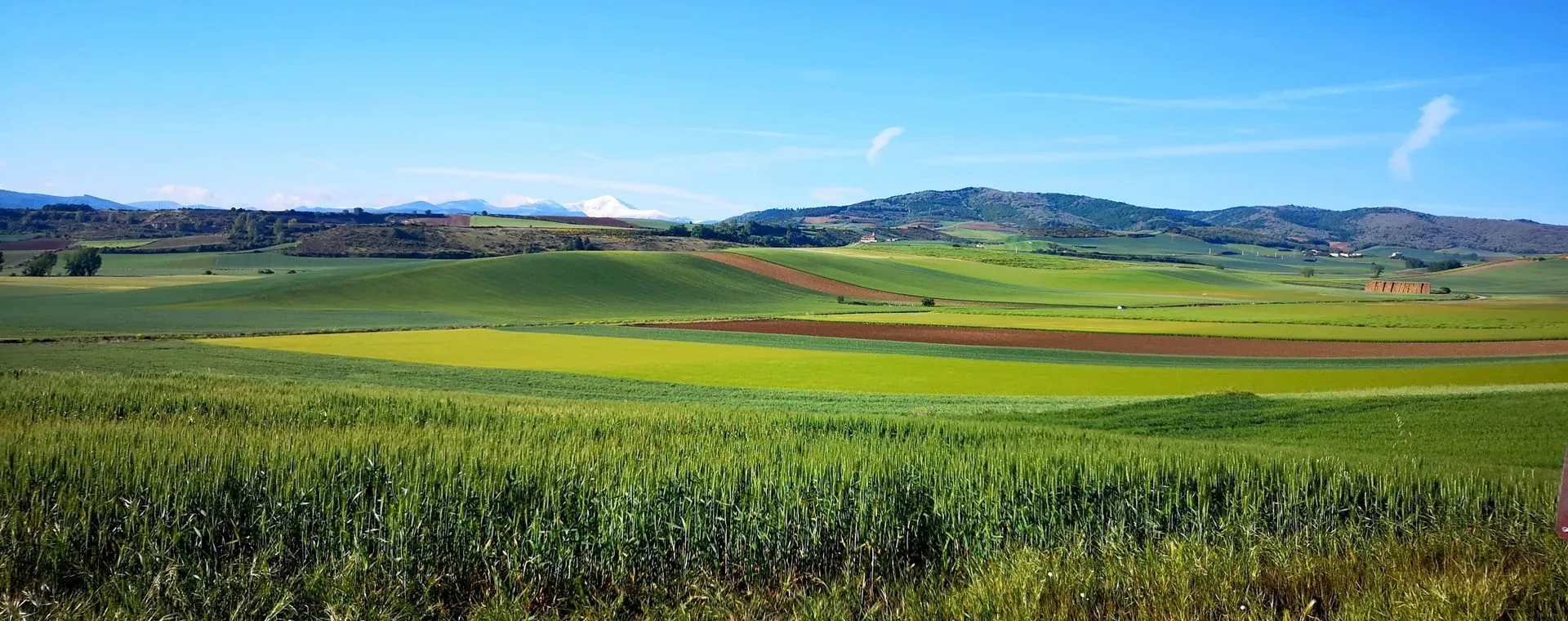 Champ de coquelicots sur l'île de Rügen - Allemagne © Anne-Marie Billault