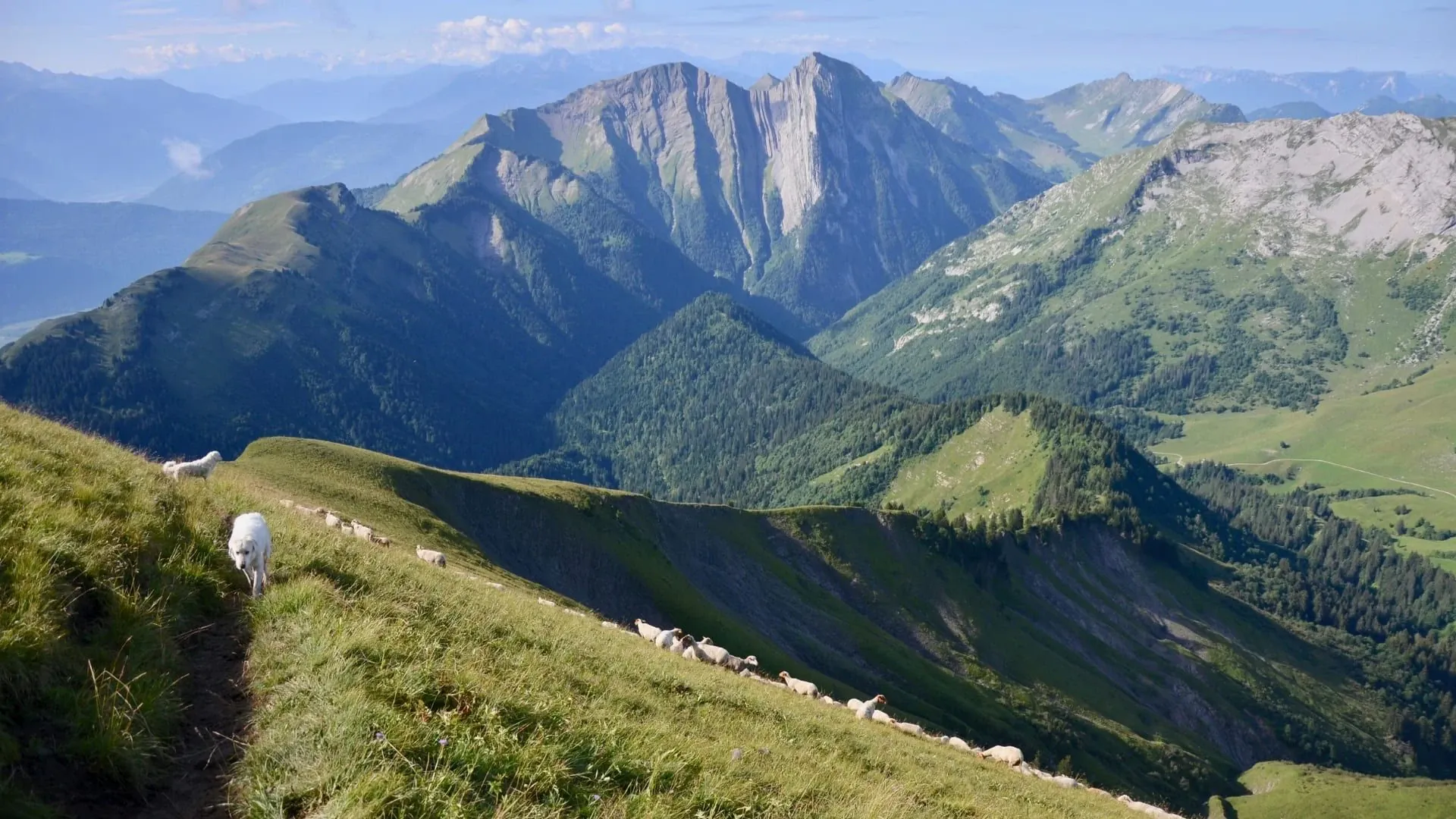 Pres Troupeau C Matthieu Offredi - France © Matthieu Offredi