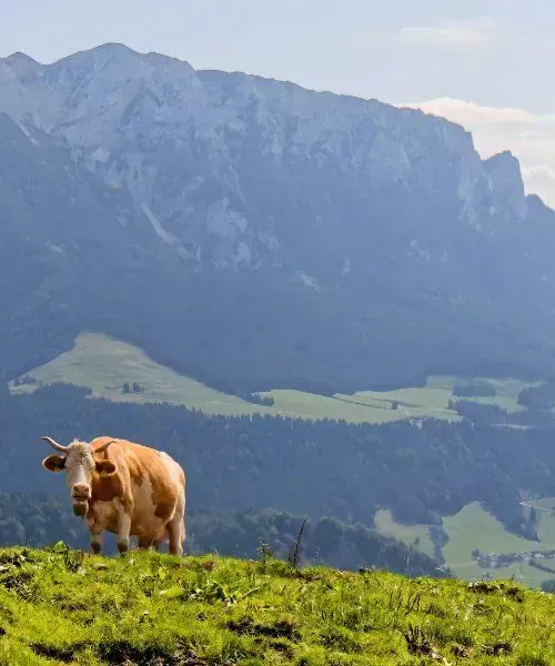 Alpage du Queyras en hiver - Queyras - France