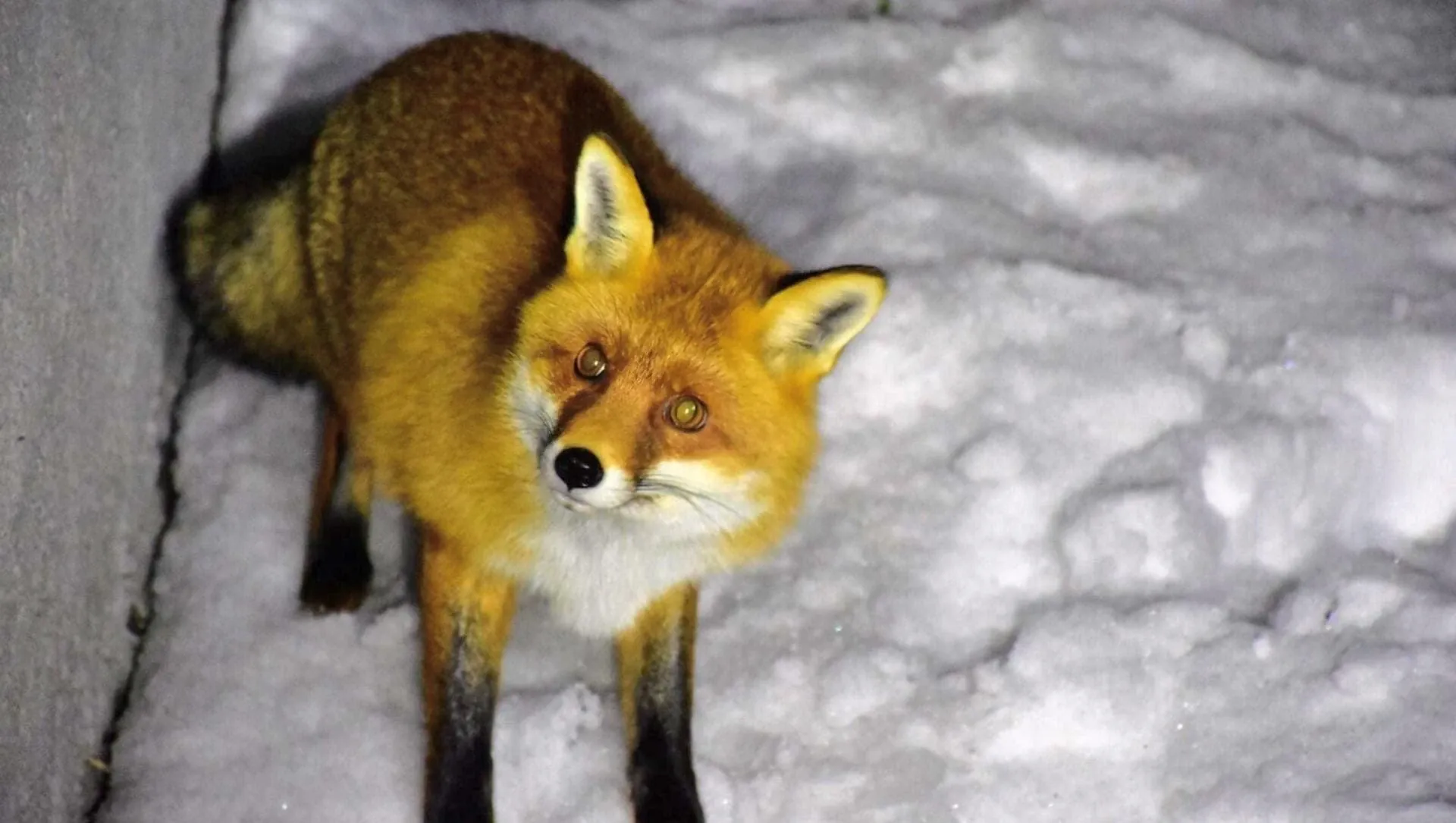 Remparts de Dubrovnik - Dalmatie - Croatie