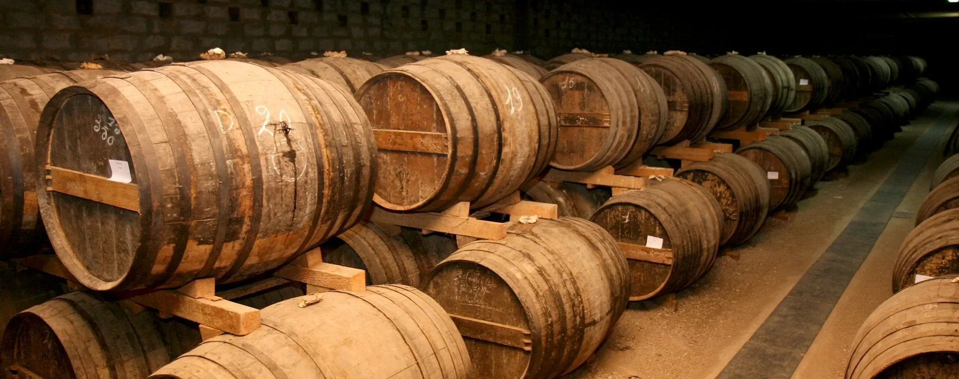 Cavaliers sur chevaux blancs - Camargue - France
