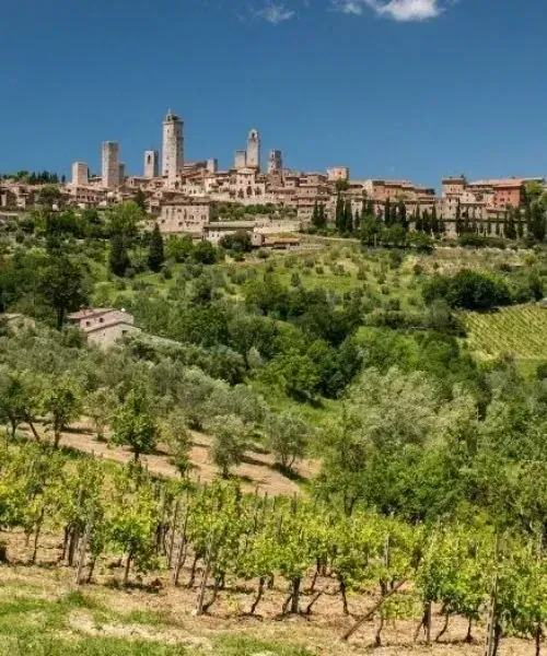 Vignobles de Rüdesheim surplombant le Rhin - Vallée du Rhin - Allemagne
