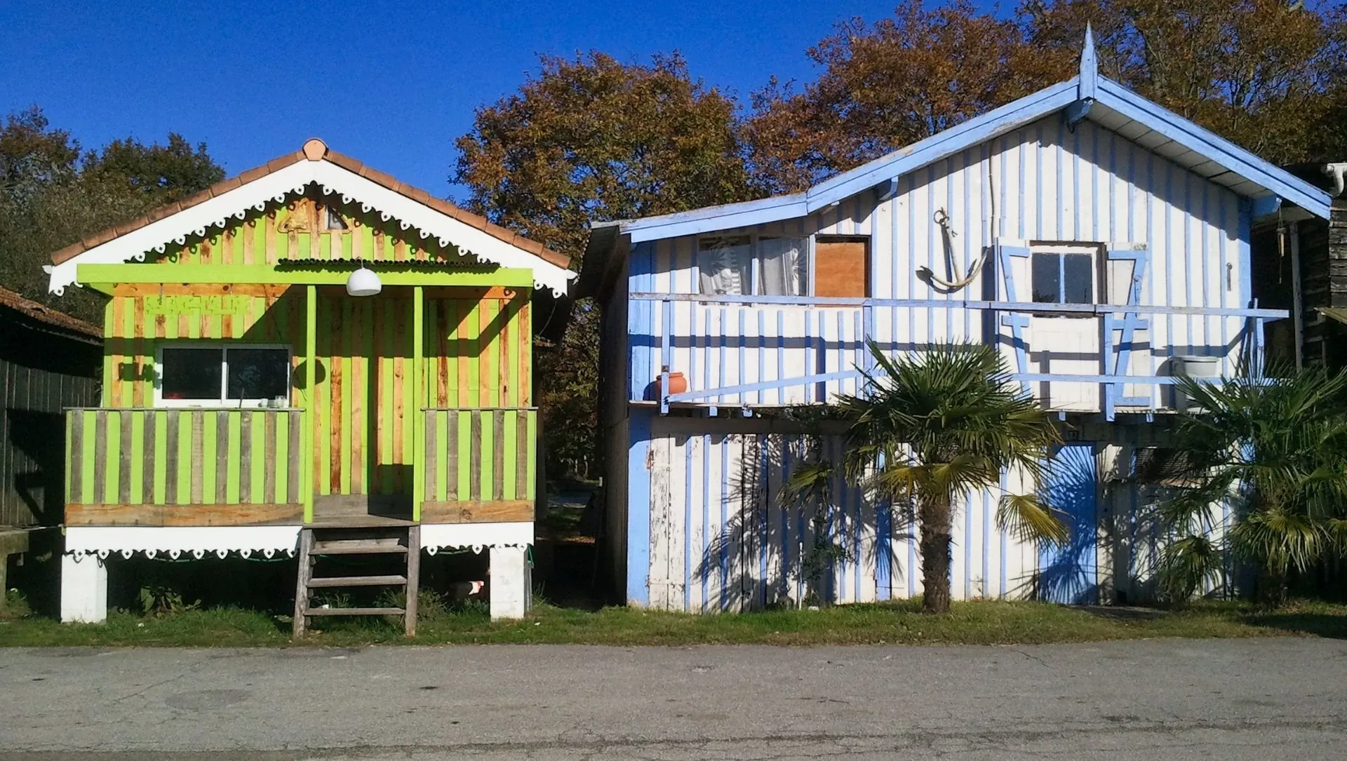 Phoques sur la banquise - Spitzberg - Norvège