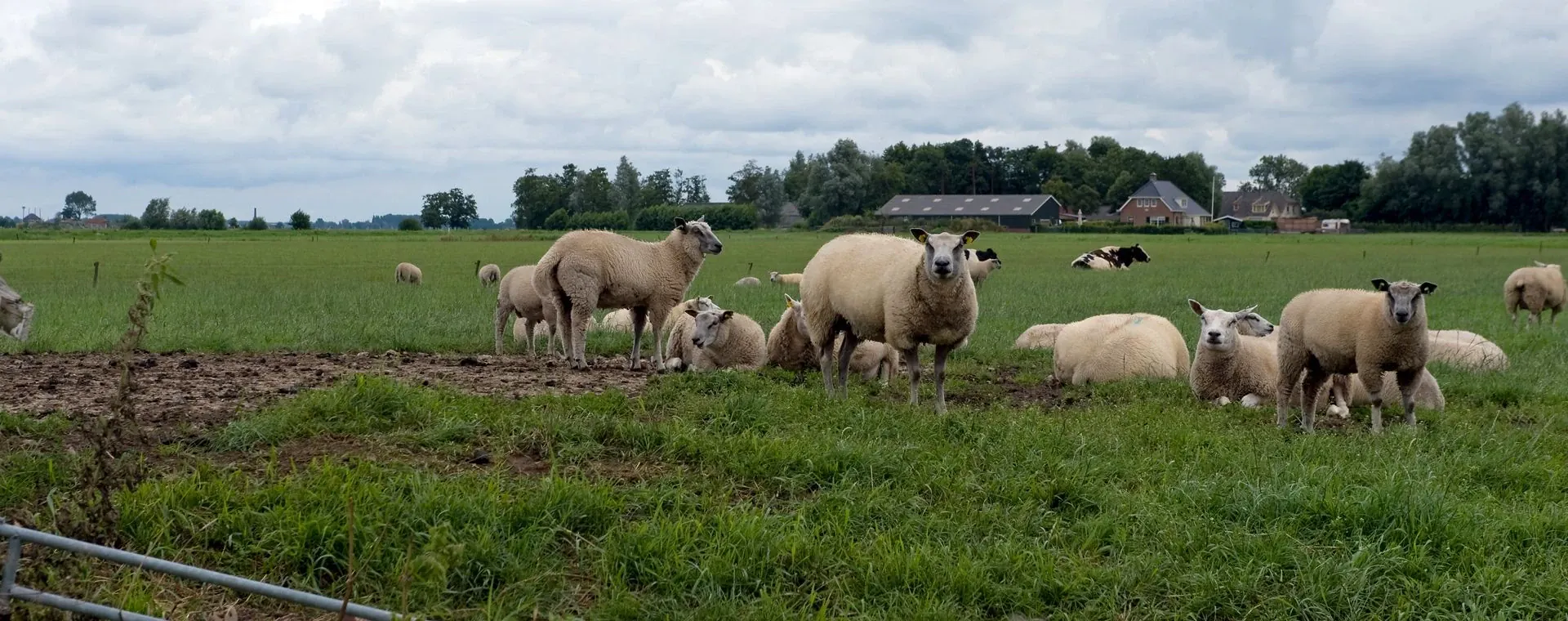 Troupeau de moutons - Pays-Bas