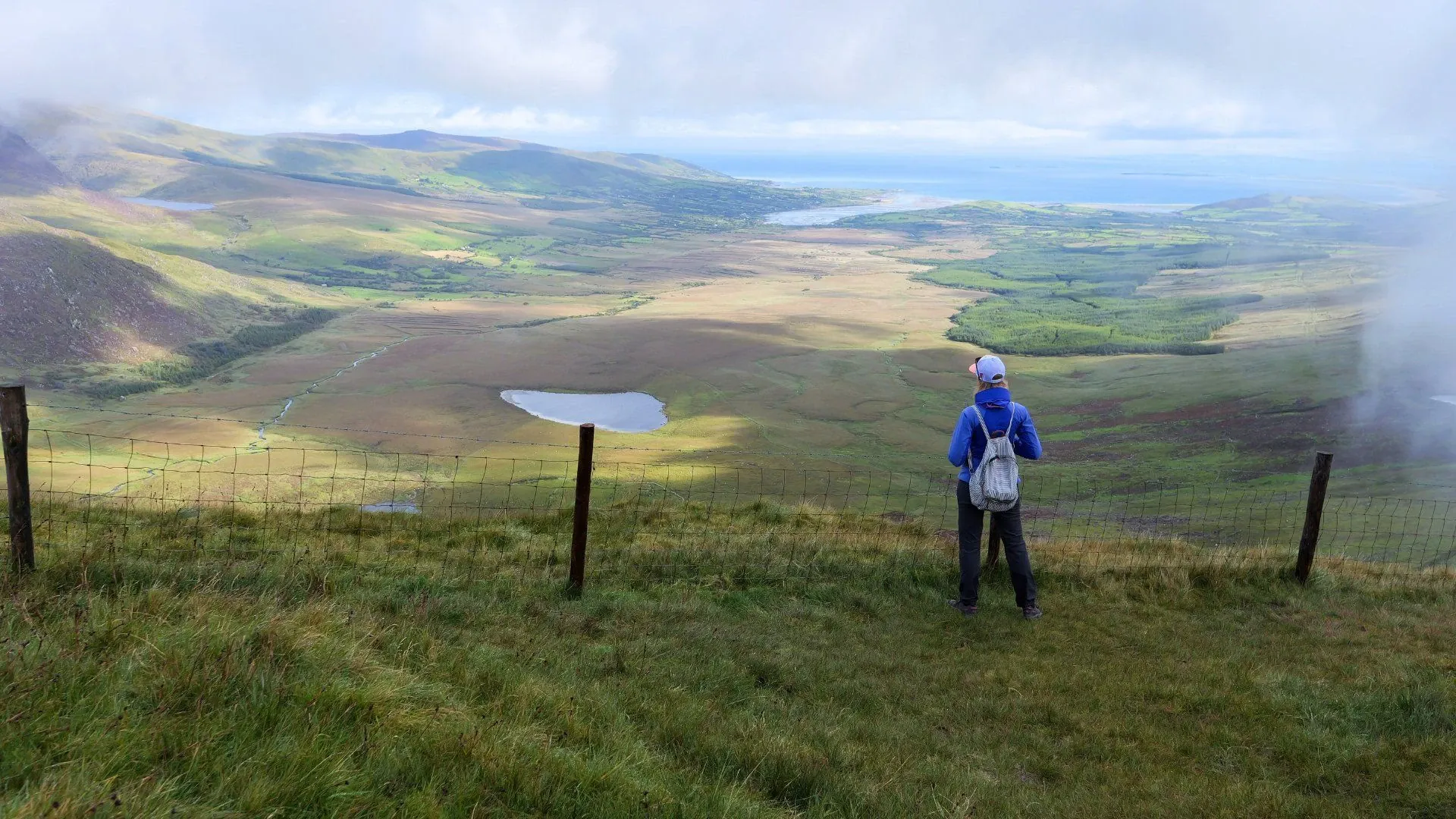 Moutons sur la péninsule de Dingle - Kerry - Irlande
