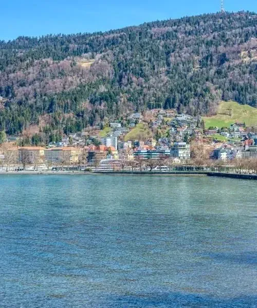Brebis sur le Mont Lozère - Cévennes - France