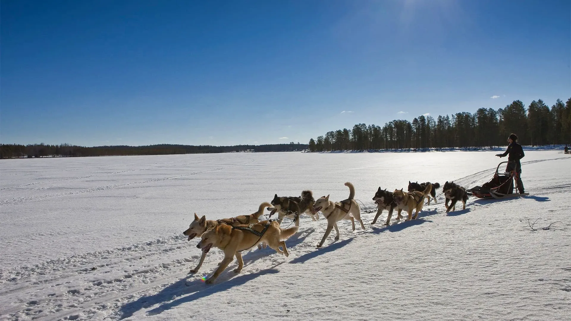 Chiens de traîneau à la tombée de la nuit - Norvège