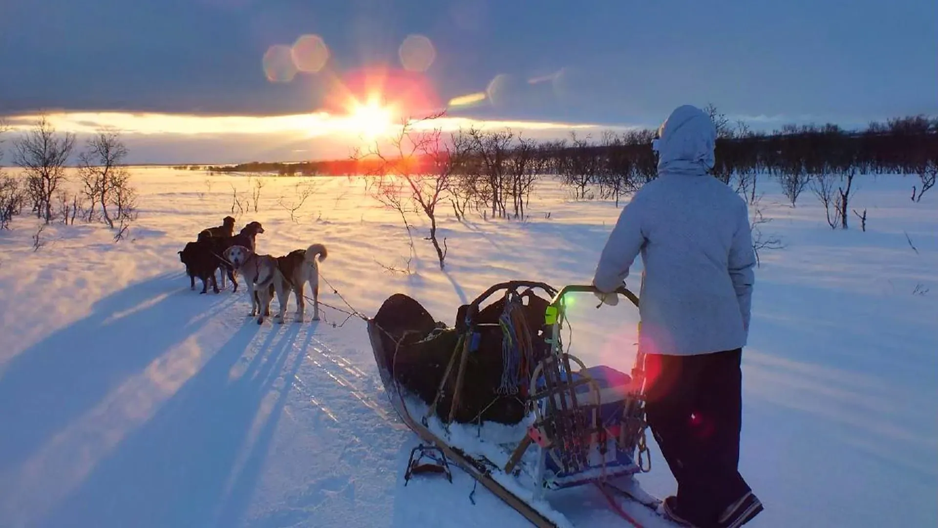 Chiens de traîneau au cercle polaire - Norvège