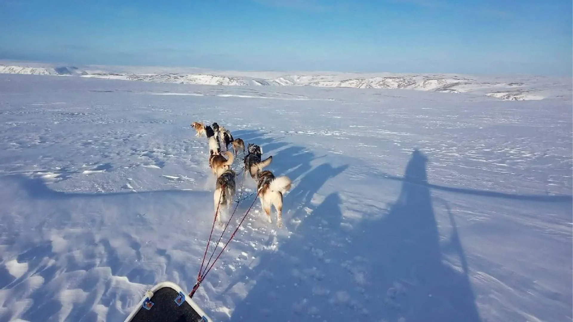Chiens de traîneau au coucher du soleil - Norvège