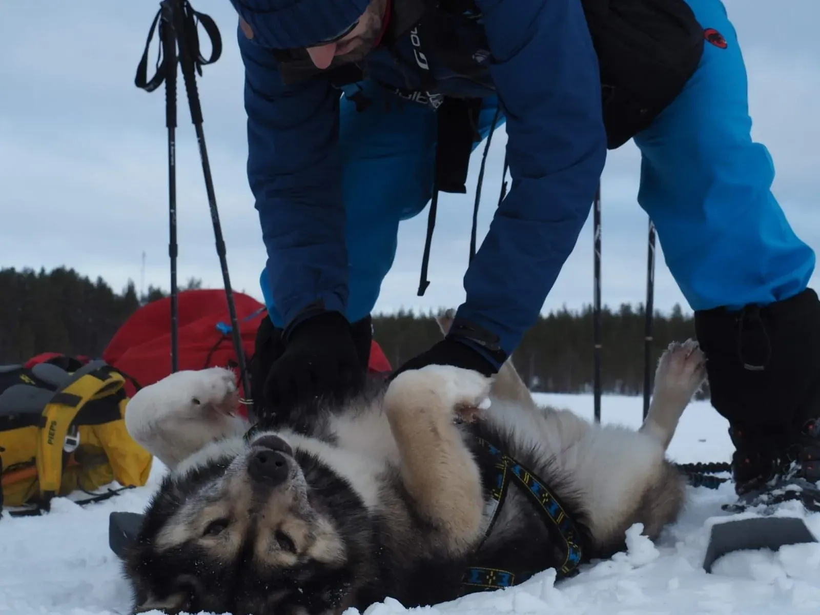 Chiens de traîneau - Queyras - France