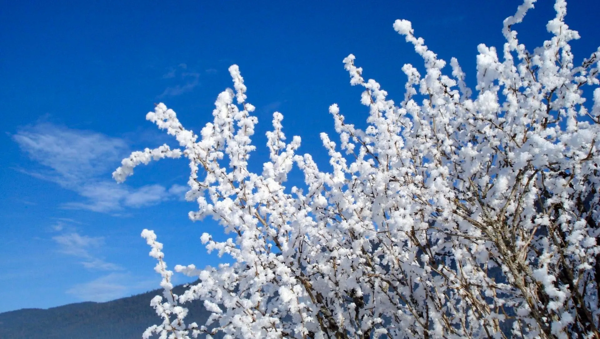 Neige Plantes Gel Vegetation C Adobe Stock - France © Adobe Stock