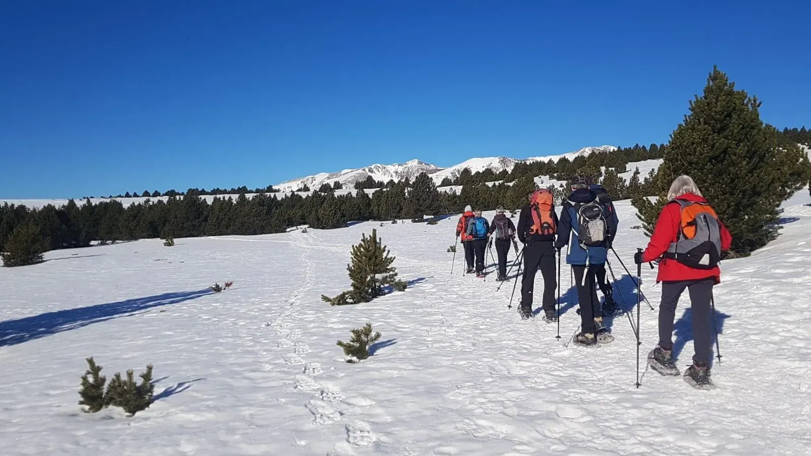 Raquettes en foret a Gavarnie - Pyrenees - France