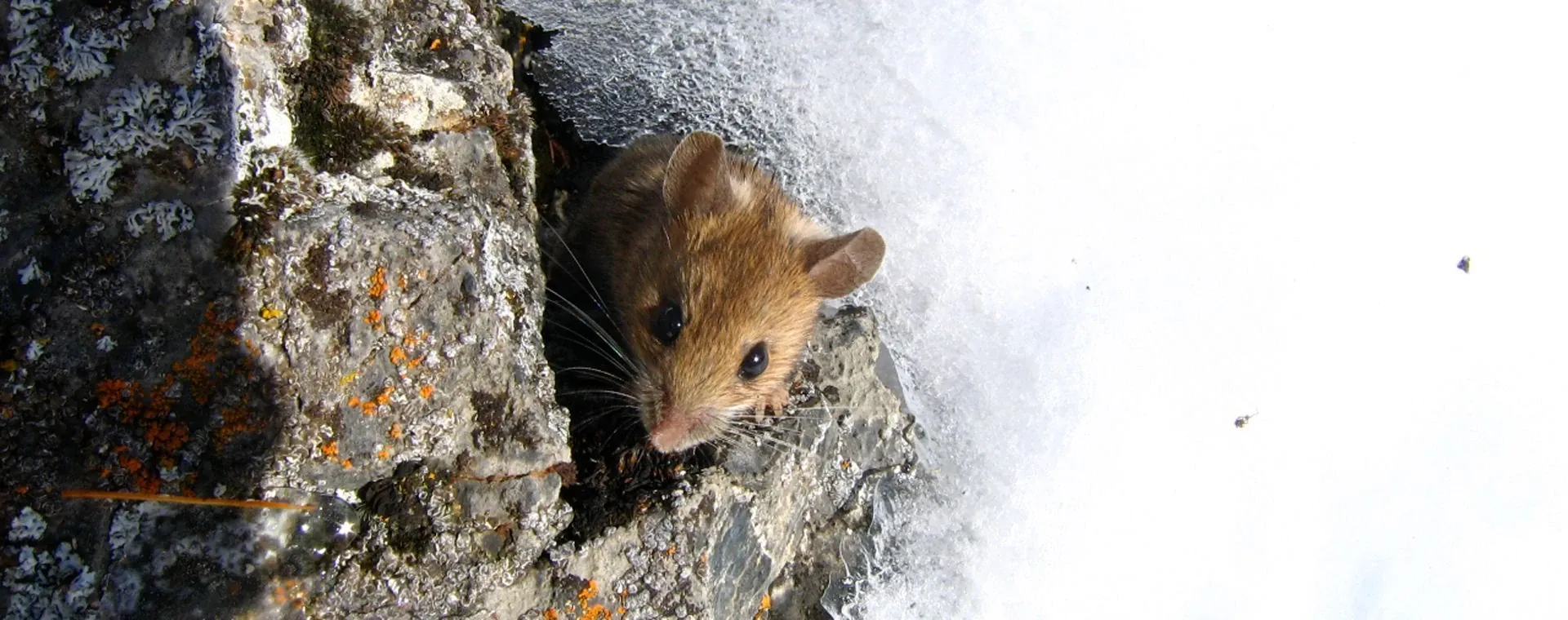 Raquettes dans les Écrins - Alpes - France - snowshoeing-in-the-ecrins-alps-france-4