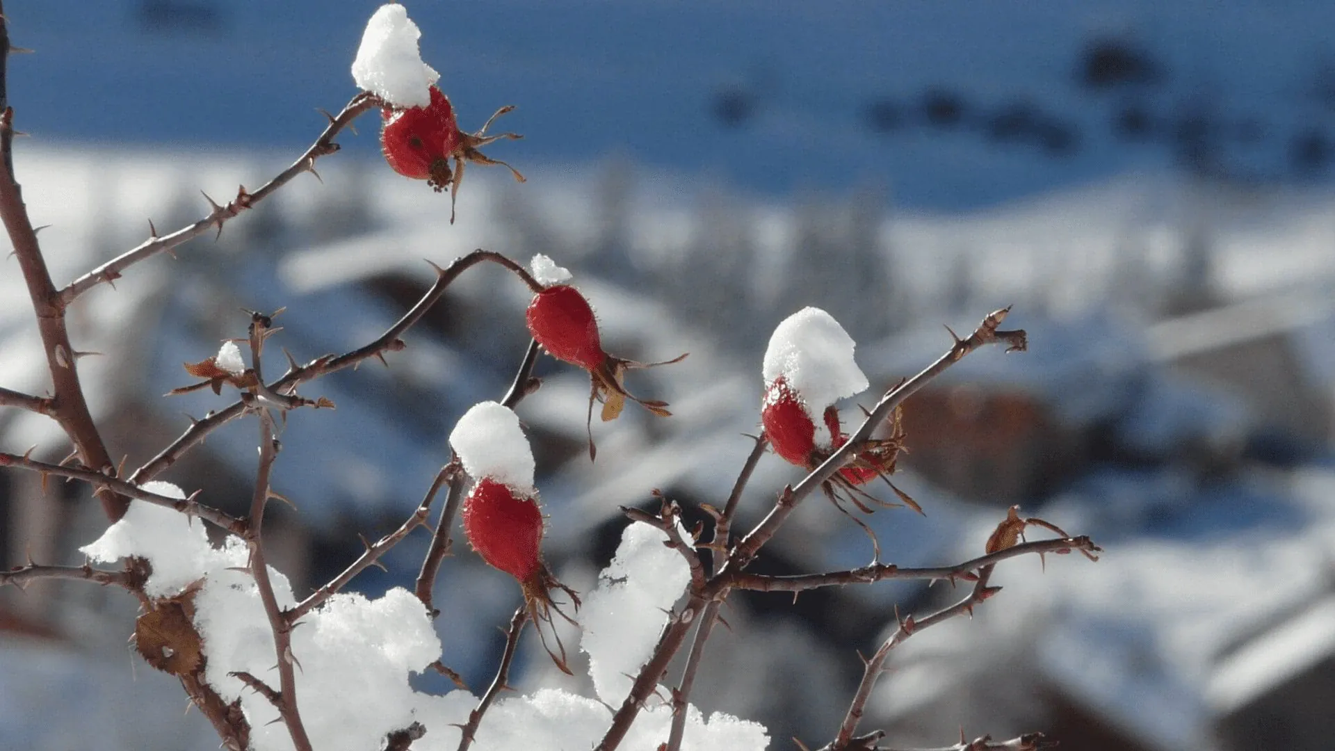 Raquettes dans le Queyras - Alpes - France - snowshoeing-in-the-queyras-alps-france-10