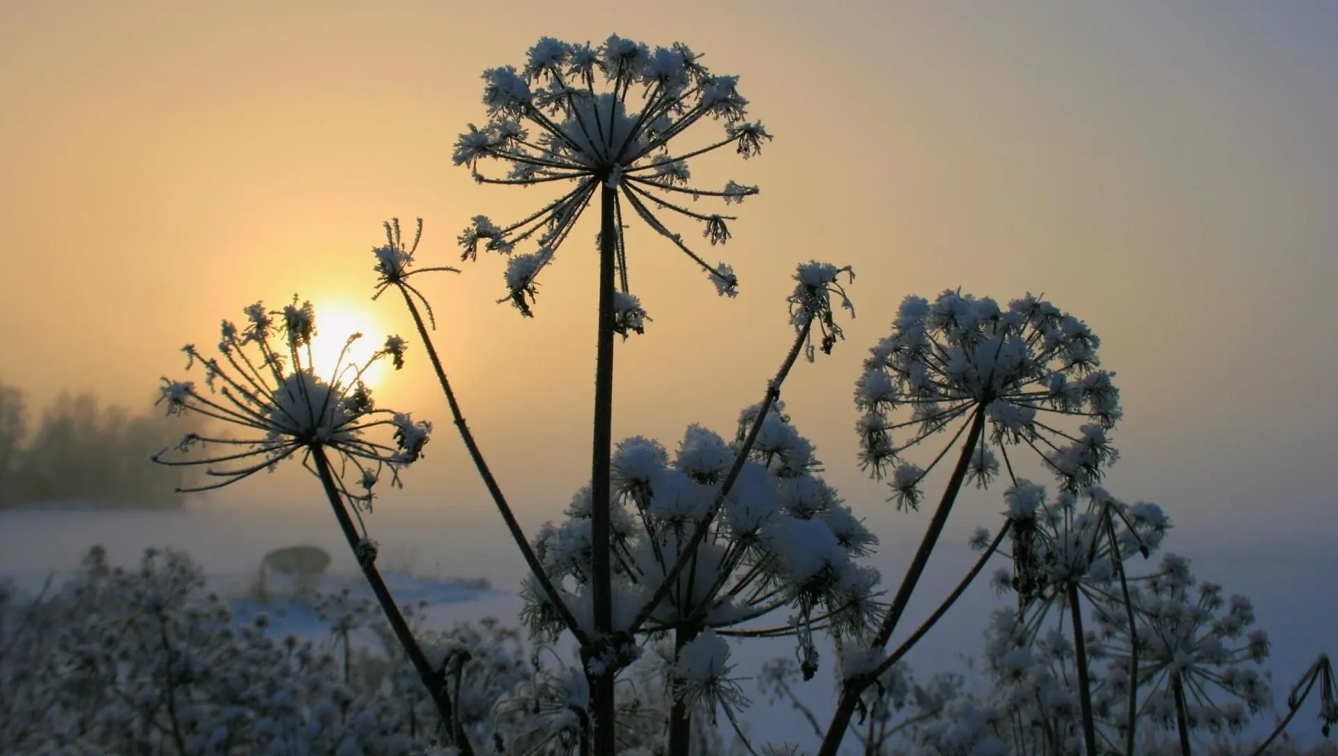 Coucher De Soleil Sur La Neige Sur La Flore Lapone - Finlande