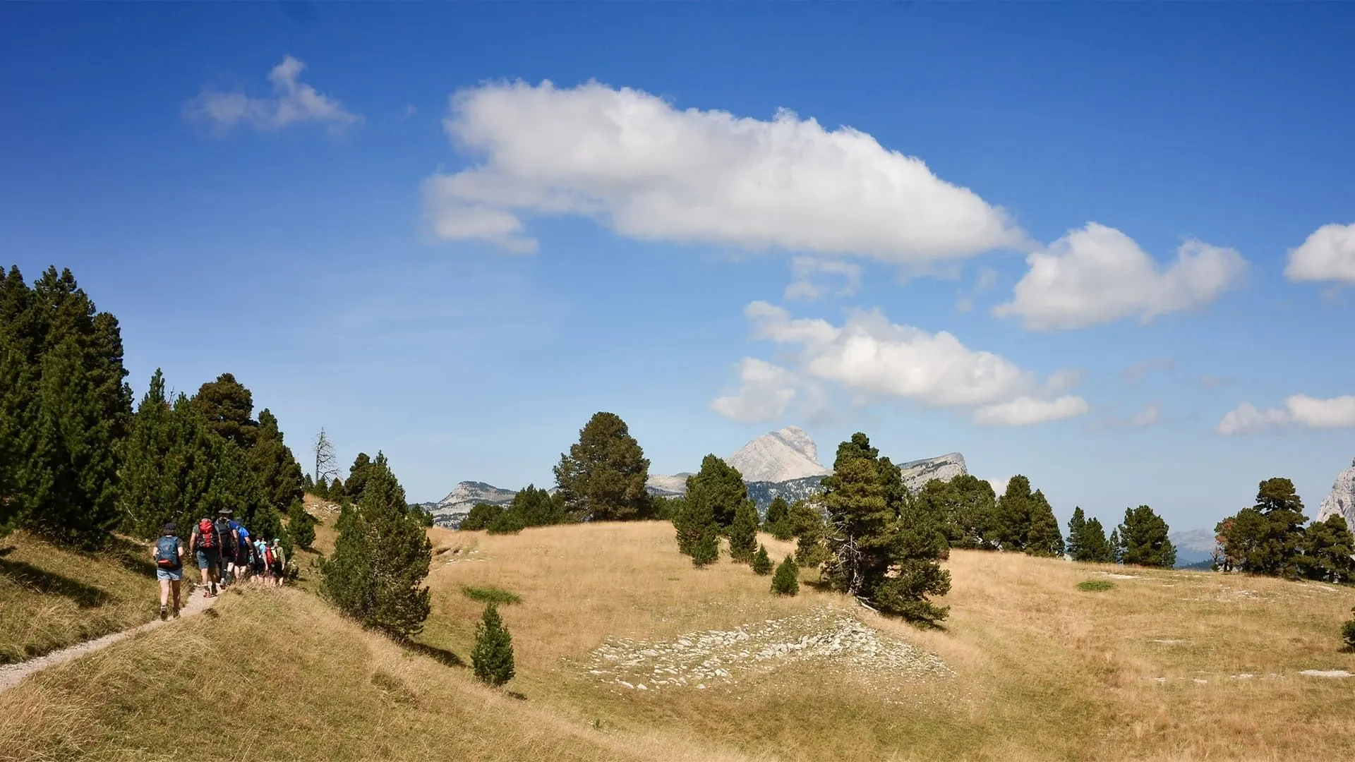 Sur Les Hauts Plateuax Du Vercors - Vercors - France