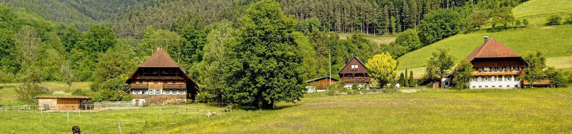 Fermes traditionnelles dans une vallee verdoyante - Foret-Noire - Allemagne