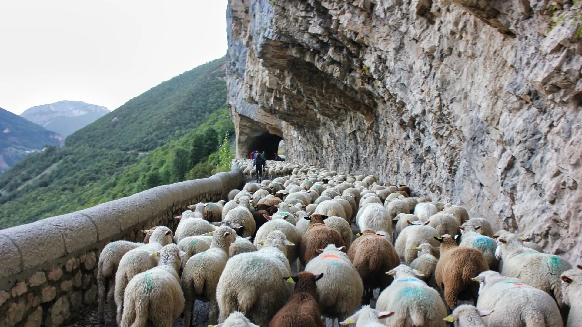 Tranhsumance Gorges Des Grands Goulets C Pascale Gaude - France © Pascale Gaude