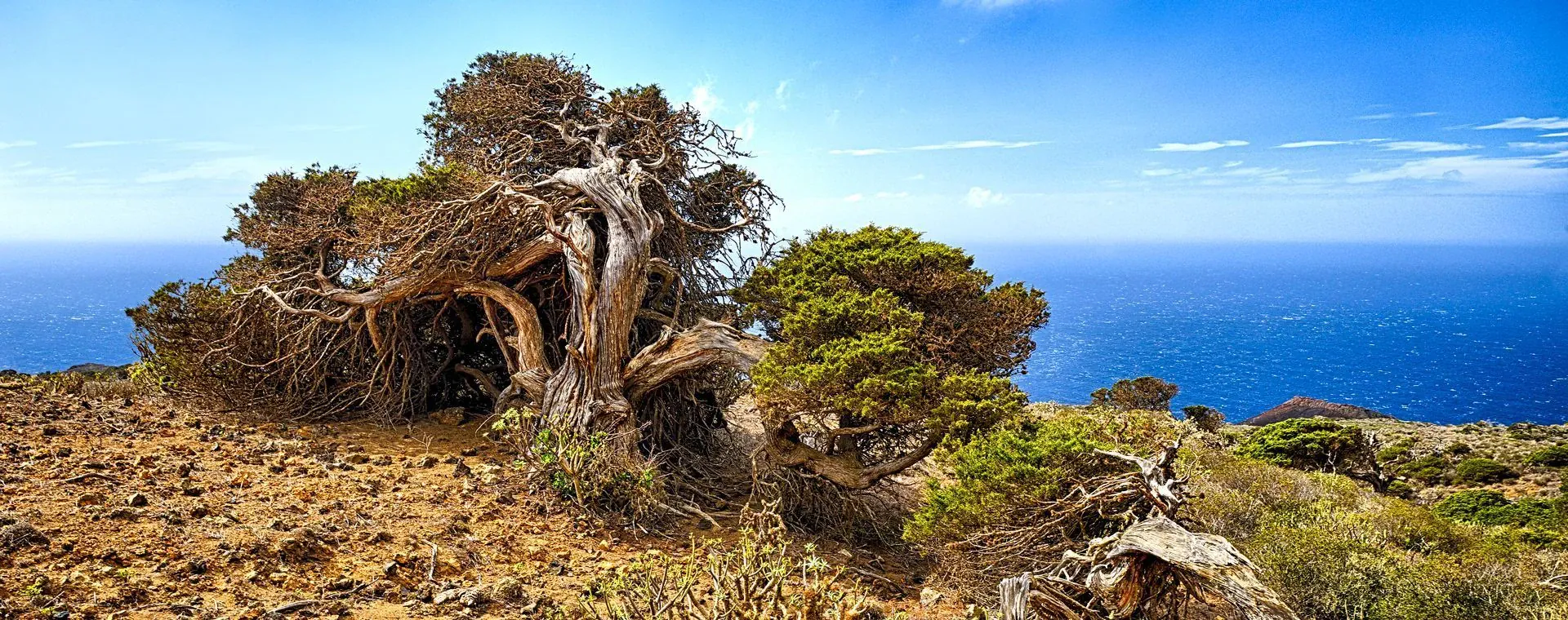Arbre sur le GR20 - Corse - France