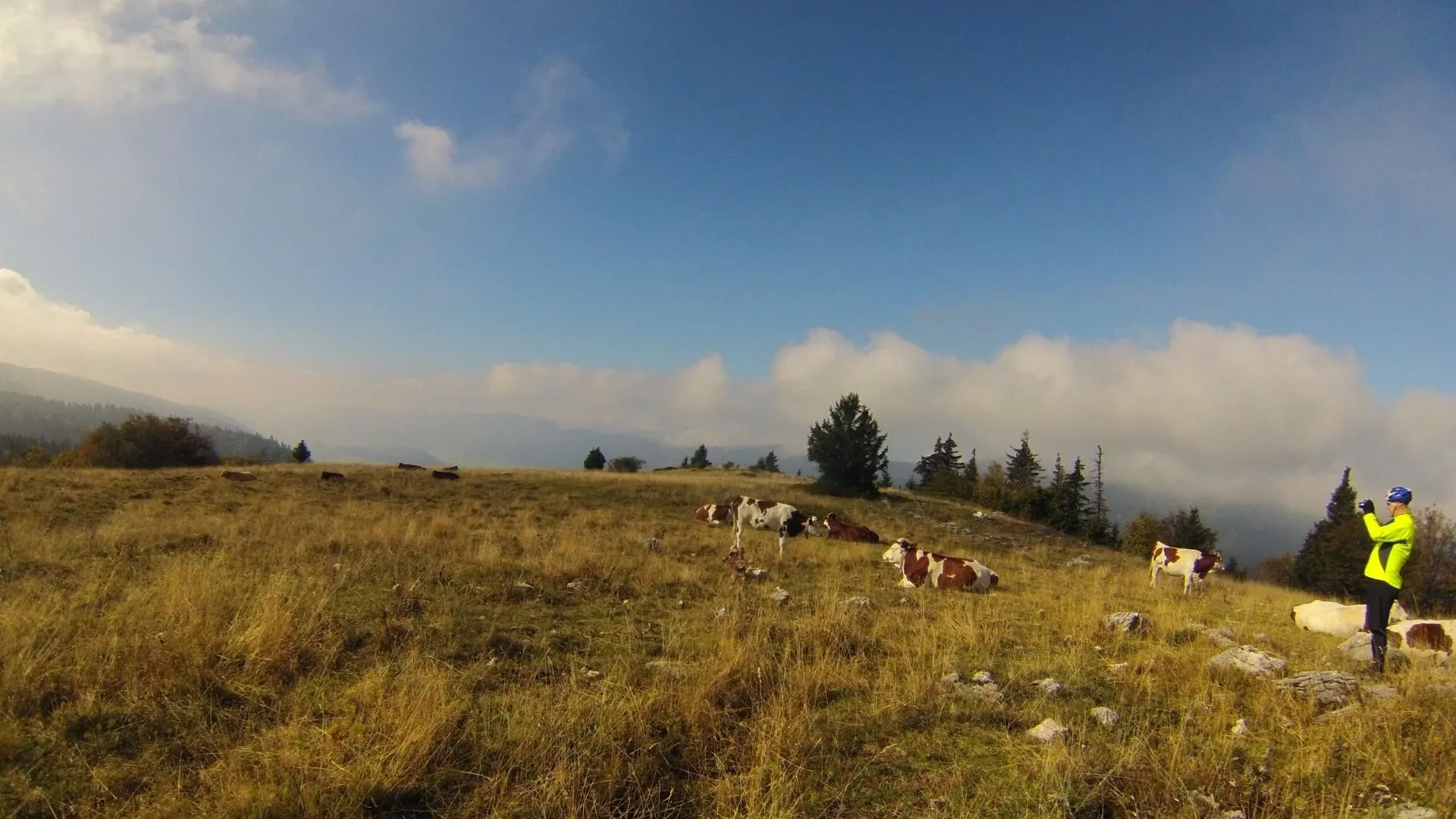 Troupeau Dans Le Vercors C Thomas Praire - Vercors - France © Thomas Praire