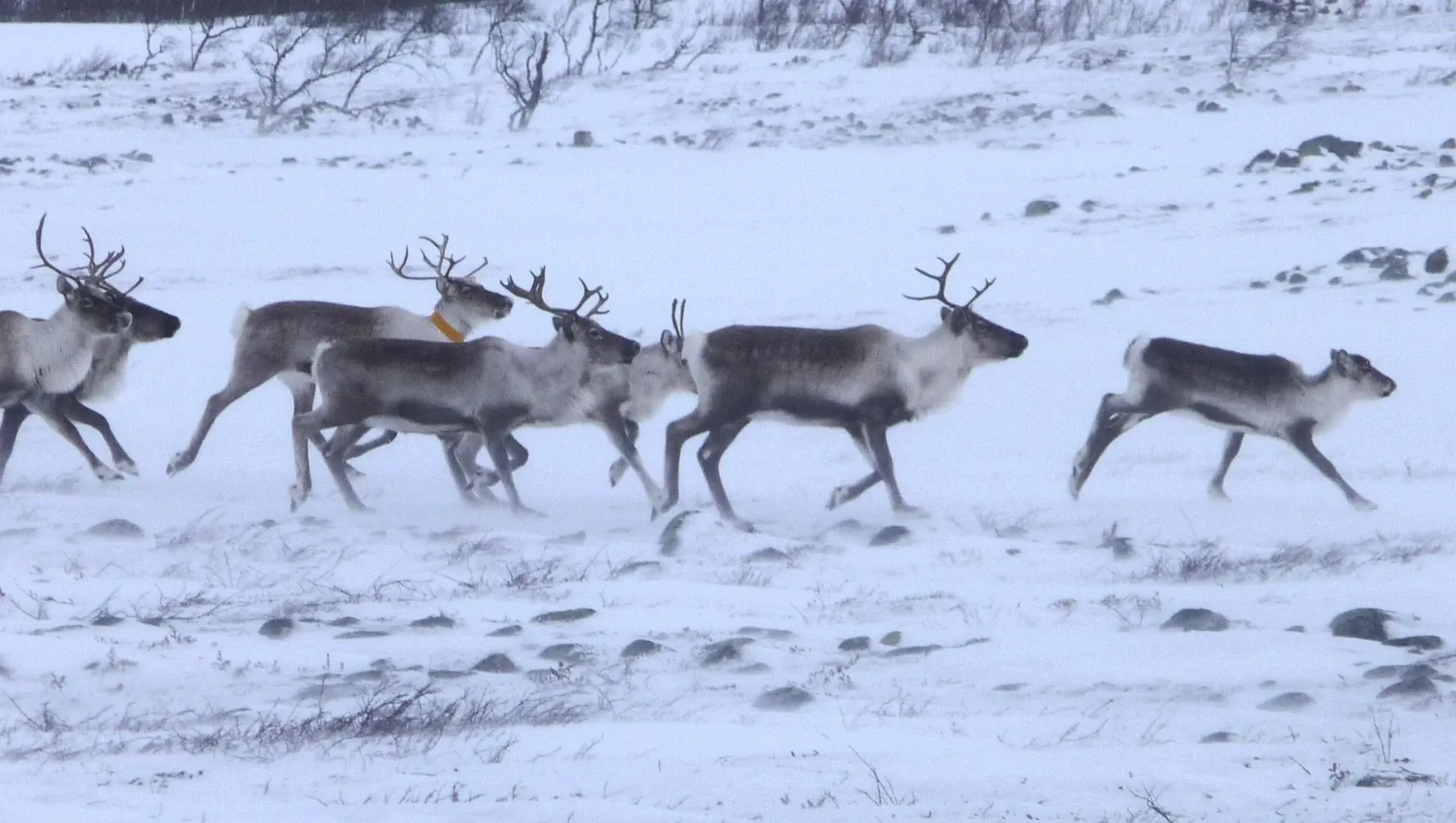 Troupeau De Rennes Lun Des Animaux Emblematiques De La Laponie C Marie Raphaelle Mollard - Laponie - Suède © Marie Raphaelle Mollard
