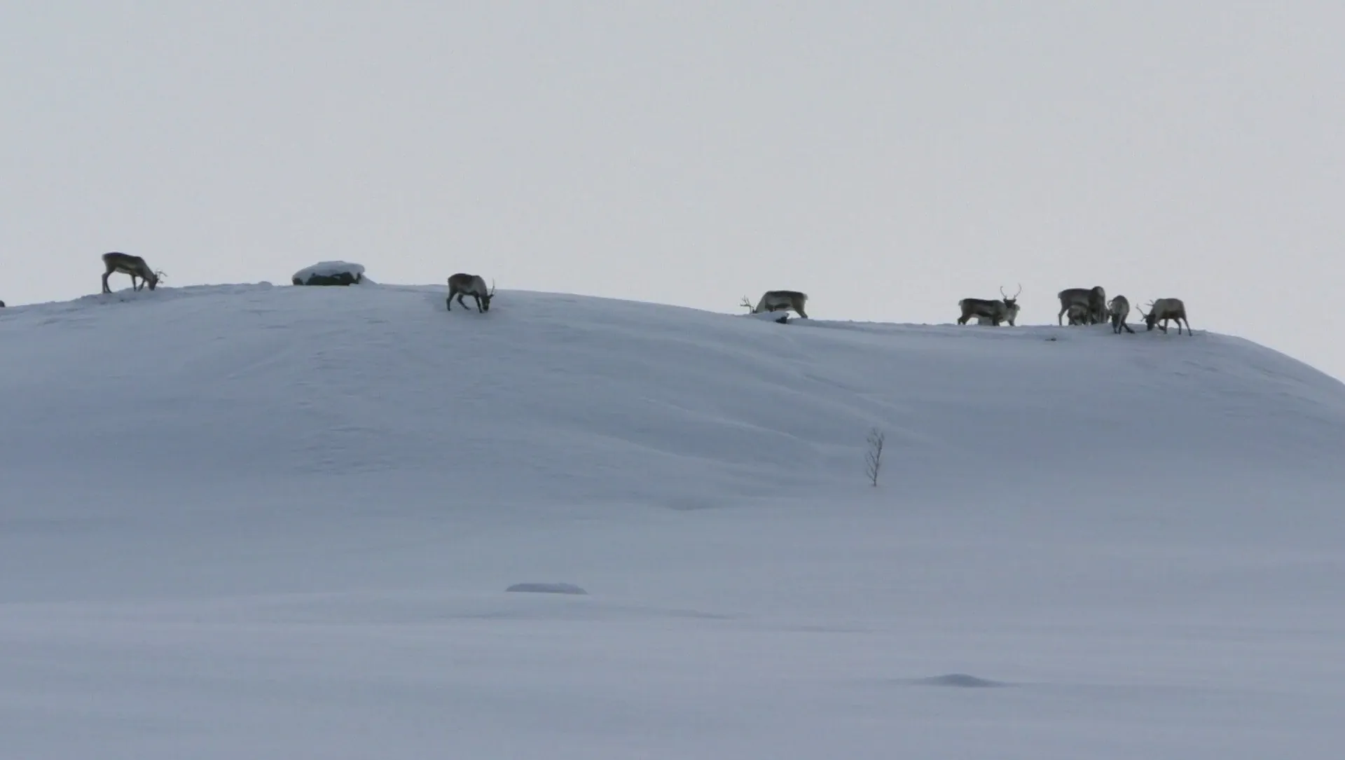 Troupeau De Rennes Sur La Piste Royale En Laponie Suedoise - Laponie - Suède