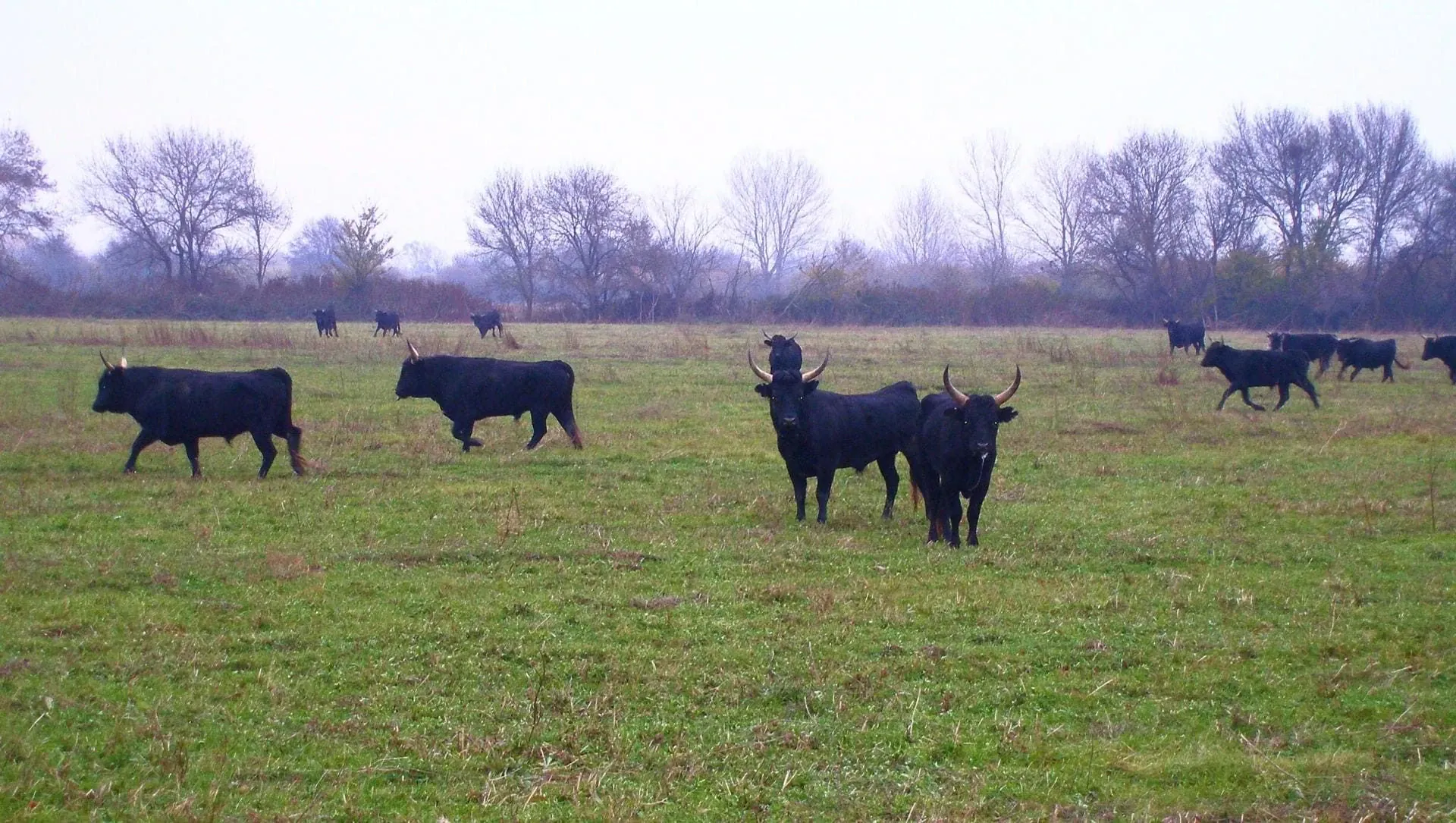 Troupeau De Taureaux Camarguais C Francis Bonte Compresse - France © Francis Bonte Compresse