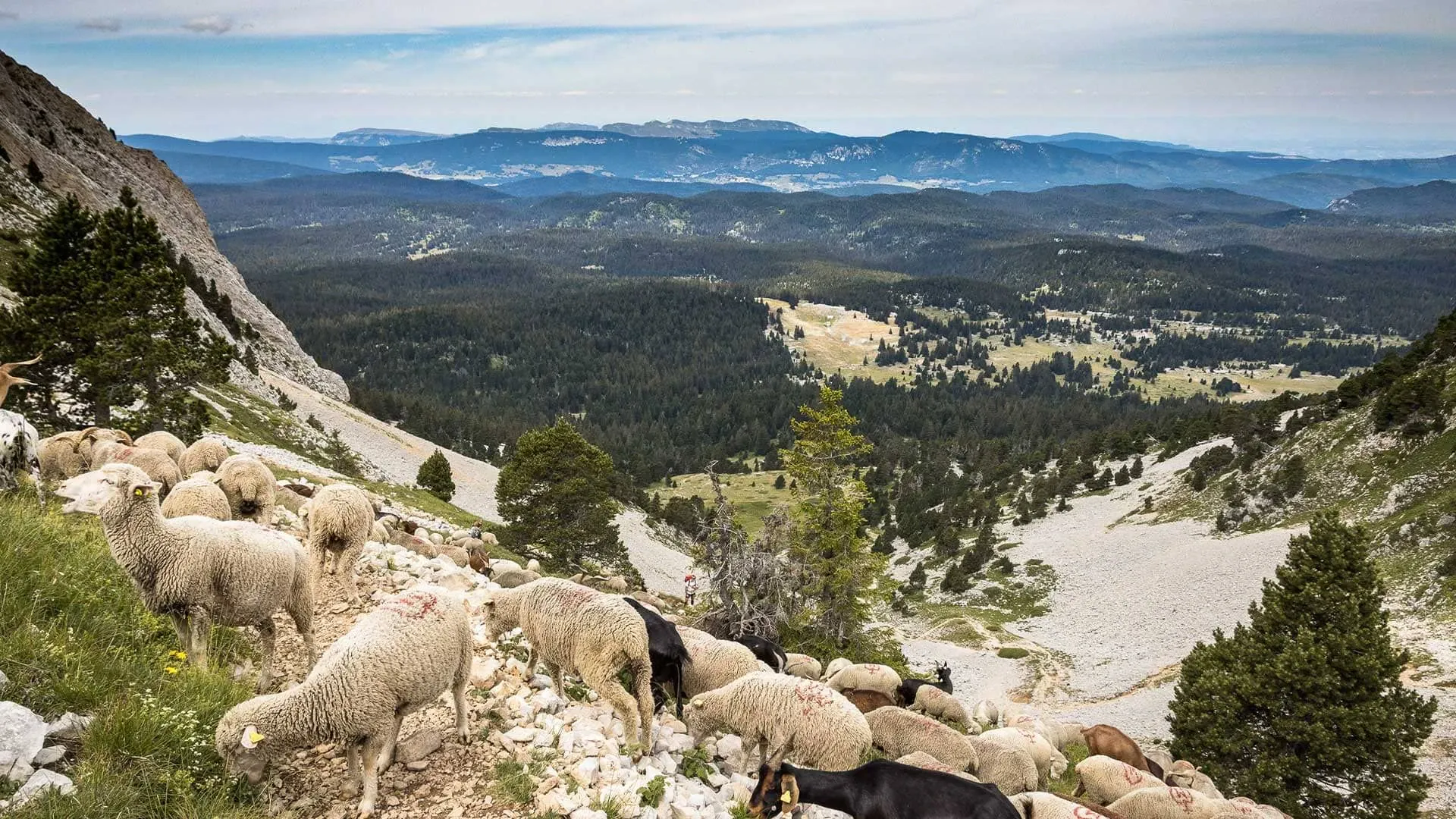 Troupeau Montons Reserve Hauts Plateaux Vercors Cx.argeles Randozone - Vercors - France