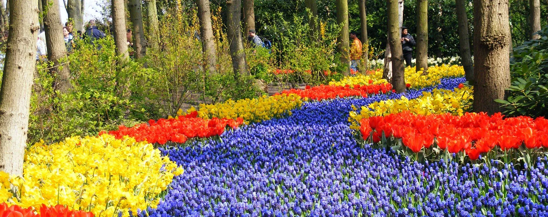 Tulipes Fleurs Parc Keukenhof Hollande - Pays-Bas