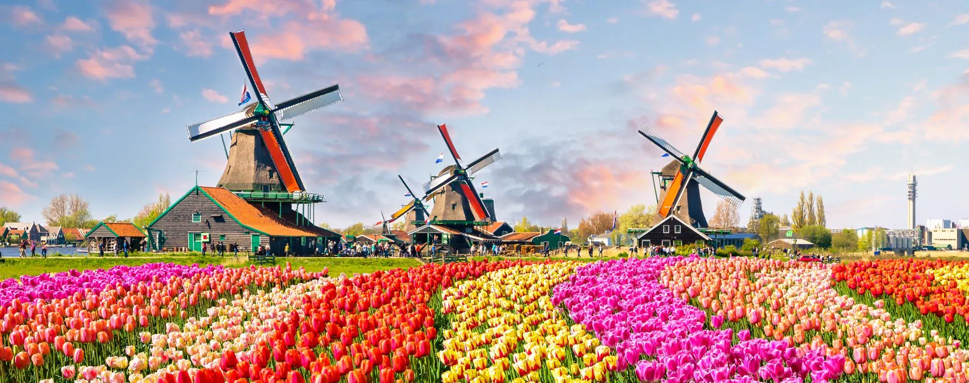 Tulipes Moulins Zaanse Schans - Pays-Bas