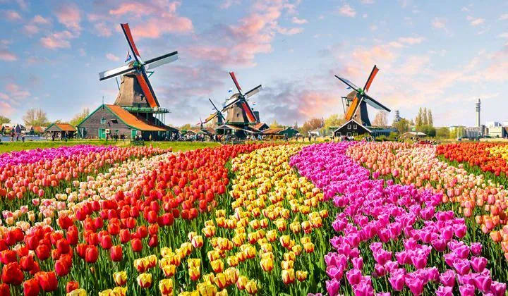 Tulipes et moulins à Zaanse Schans - Hollande - Pays-Bas