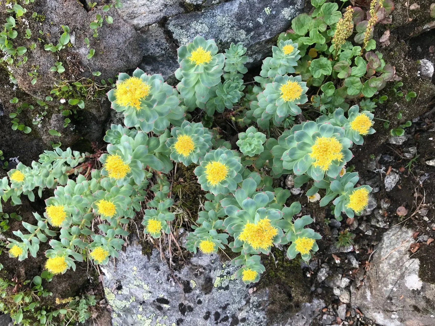 Port d'Umag sur la côte istrienne - Croatie