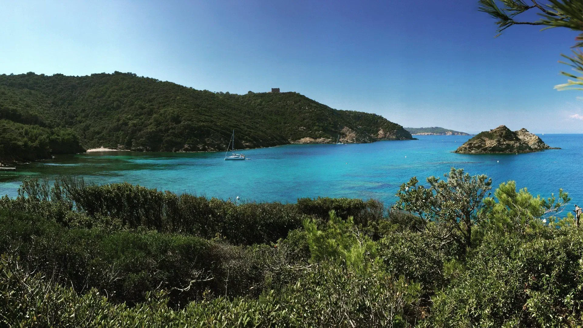 Pins parasols sur la côte de Porquerolles - Var - France