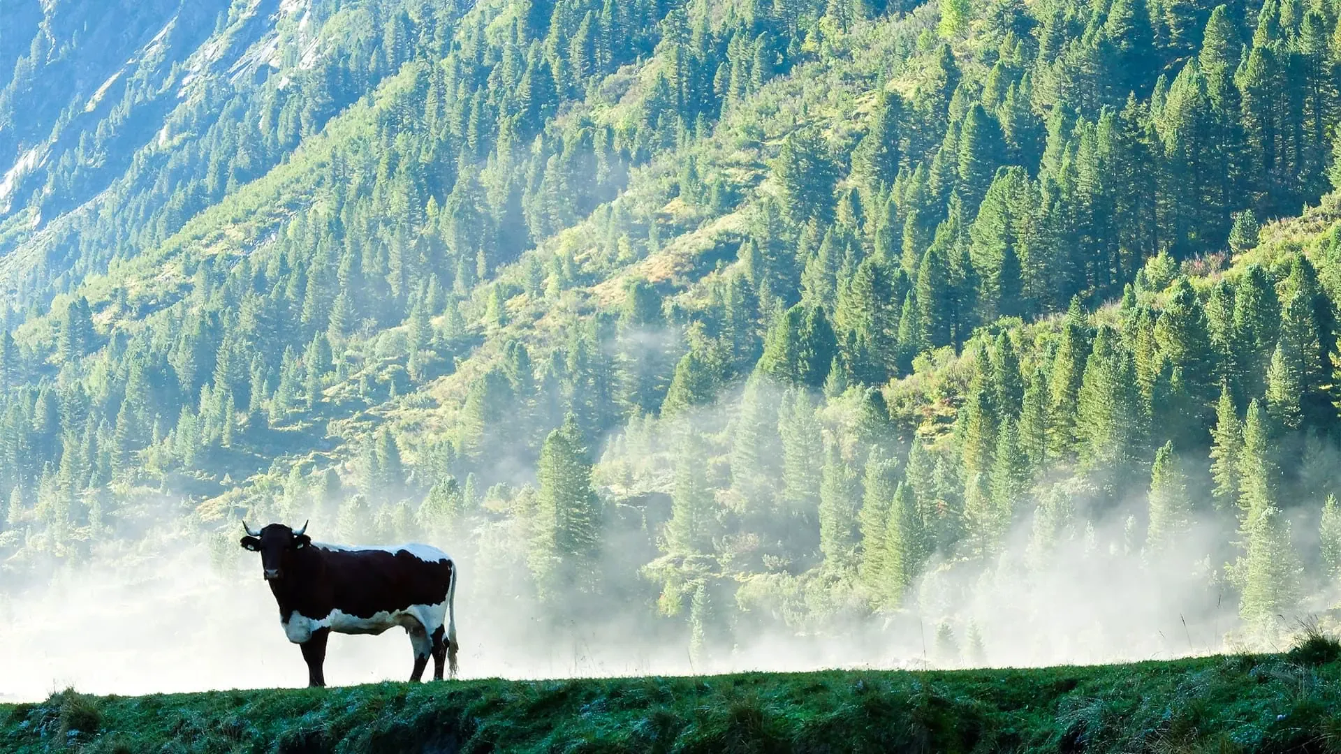 Vache Alpes Bavaroises C Johannes Braun - Alpes - Allemagne © Johannes Braun